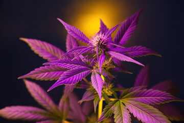 Cannabis plant with purple pink leaves isolated on a black background with sun glare. Flowering marijuana with vibrant foliage and bud flower. New aesthetic modern look on medical cannabis hemp