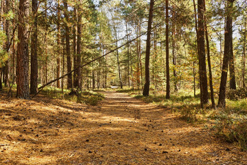 forest road, forest path, road, path, forest, trees, autumn