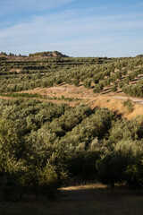 Fototapeta na wymiar Andalusian landscape. Olive trees in Granada, Andalucía, Spain. 
