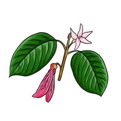 drawing branch of dipterocarpus isolated at white background, hand drawn illustration
