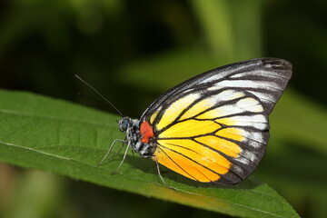 redbase jezebel butterfly
