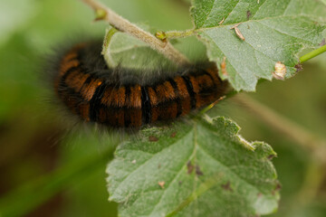 Brombeerspinner (Macrothylacia rubi)