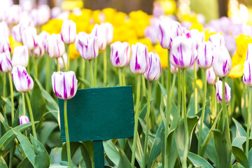 tulips in the garden with information plate mockup