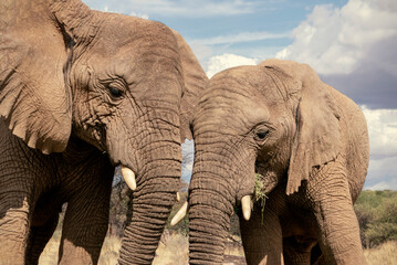 Fototapeta na wymiar Two African Bush Elephants in the grassland of Etosha National Park, Namibia. Africa