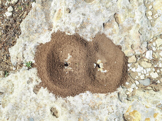 Ants nest on the rocky beaches of Lido di Noto, Sicily