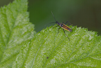 Graswanze (Leptopterna dolobrata)