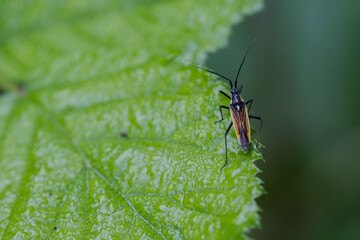 Naklejka premium Graswanze (Leptopterna dolobrata)
