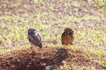 Burrowing owl with cub at the entrance to the burrow on the earth floor