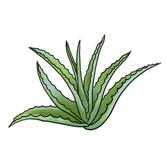 drawing plant of aloe, isolated at white background, hand drawn illustration