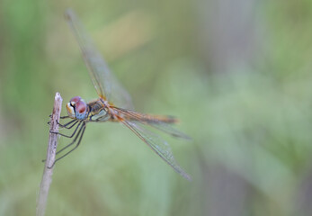 Female Red Veined Darter Dragonfly. Type Sympetrum Sanguineum. Lovely Makro with shallow depth of field
