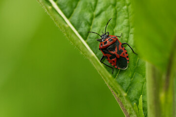 Schwarzrückige Gemüsewanze (Eurydema ornata)