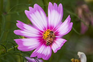 Obraz premium bee on flower