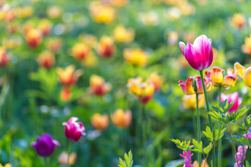 Obraz na płótnie Canvas tulips in the garden