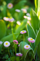 daisies in the garden