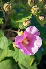 タチアオイ ピンクの花