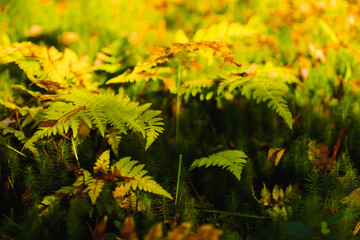 autumn leaves in the forest