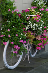 Fototapeta na wymiar Pink vintage bike with flowers parked in Siegburg,Germany.