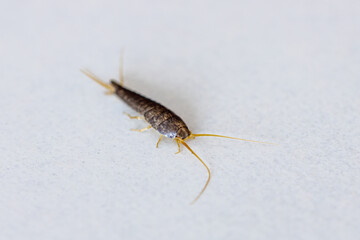 A silverfish or bookworm on a white background