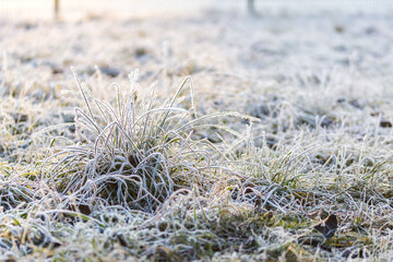 frost on grass