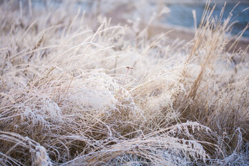 frost on grass