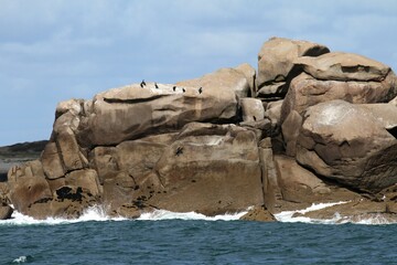 cormorans, oiseaux marins sur les rochers