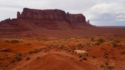Monument Valley on the American Indian Reservation near Utah and Arizona in the western United States.
Saddleless white horse and Sentinel Mesa.