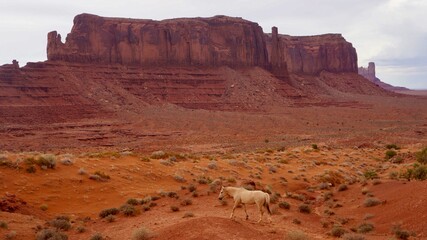Monument Valley on the American Indian Reservation near Utah and Arizona in the western United States.
Saddleless white horse and Sentinel Mesa.