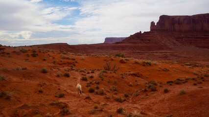Monument Valley on the American Indian Reservation near Utah and Arizona in the western United States.
Saddleless white horse and Sentinel Mesa.