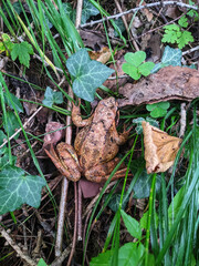 brown camouflage frog