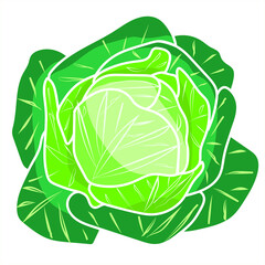 cabbage isolated on white background