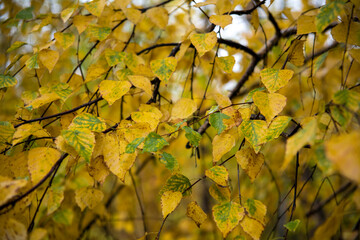 yellow leaves