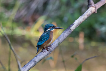 Common Kingfisher Alcedo atthis hunting by the river, beautiful colorful bird sitting on the branch and hunting fish, catching fish