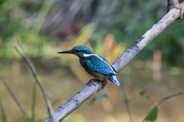 Common Kingfisher Alcedo atthis hunting by the river, beautiful colorful bird sitting on the branch and hunting fish, catching fish