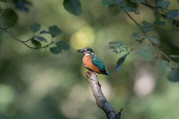 Common Kingfisher Alcedo atthis hunting by the river, beautiful colorful bird sitting on the branch and hunting fish, catching fish