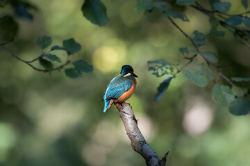Common Kingfisher Alcedo atthis hunting by the river, beautiful colorful bird sitting on the branch and hunting fish, catching fish