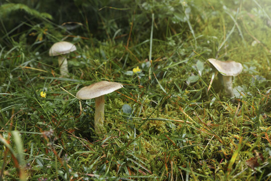 Many poisonous mushrooms growing in green forest