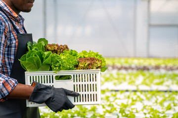 African man farmer working in organic vegetables hydroponic farm. Male hydroponic salad garden...