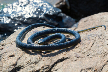 A black venomous snake basks on a stone by the water on a sunny summer day.