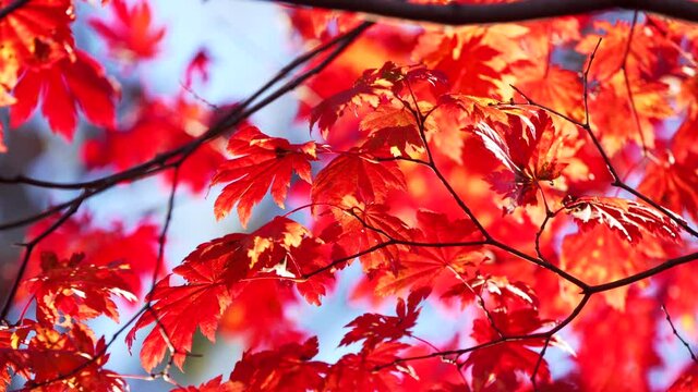 Close view of bright red maple leaves slightly moving on the tree branches against the blue sky at nice sunny autumn day. Beautiful fall in the park, light wind waves the leaves