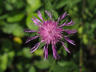 Closed- up photograph of pink Centaurea ( centaury, centory, starthistles, knapweeds, centaureas) spotted in a mountain in South poland