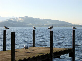 Small port at Zug lake, Switzerland.