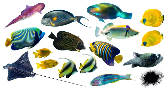 Types of top tropical fish