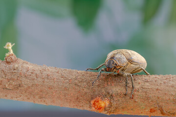 A sugarcane white grub or Phyllopoga Postanceensis crawls on a bilimbi tree branch