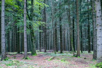 footpath in the woods