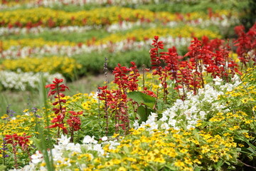 サルビアを中心とした花壇の風景