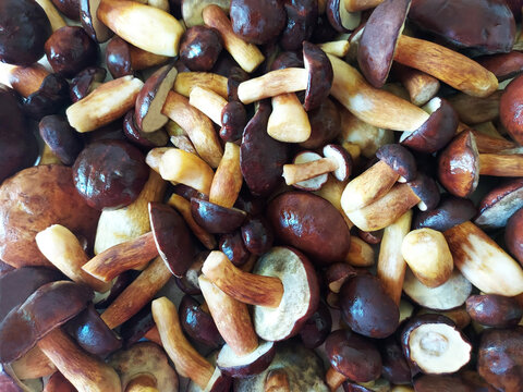 「Imleria」の画像 766 件の Stock 写真、ベクターおよびビデオ Adobe Stock