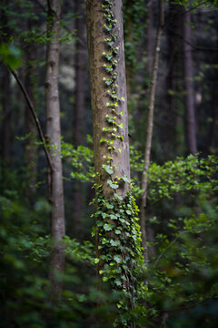 deep forest of planetree in the shade with vines running through their trunks in canoves and samalus catalonia spain