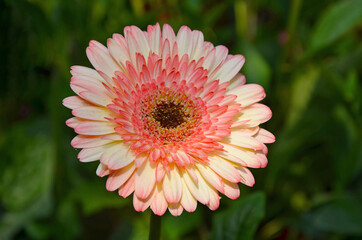 Lovely single pink gerber flower