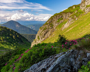 Magical summer dawn in the Carpathian mountains with blooming red rhododendron (Rhododendron...