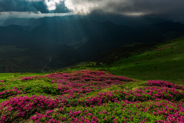 Magical summer dawn in the Carpathian mountains with blooming red rhododendron (Rhododendron...
